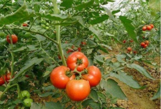 番茄滴灌种植方案