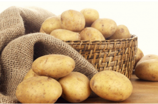 马铃薯作物种植方案