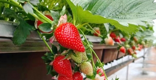 草莓种植AG手机客户端管理方案